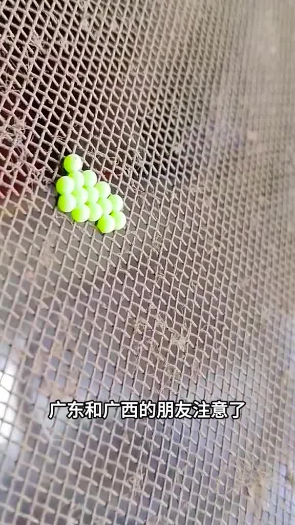 喜欢在你衣服上产卵的虫子看到它就要小心了