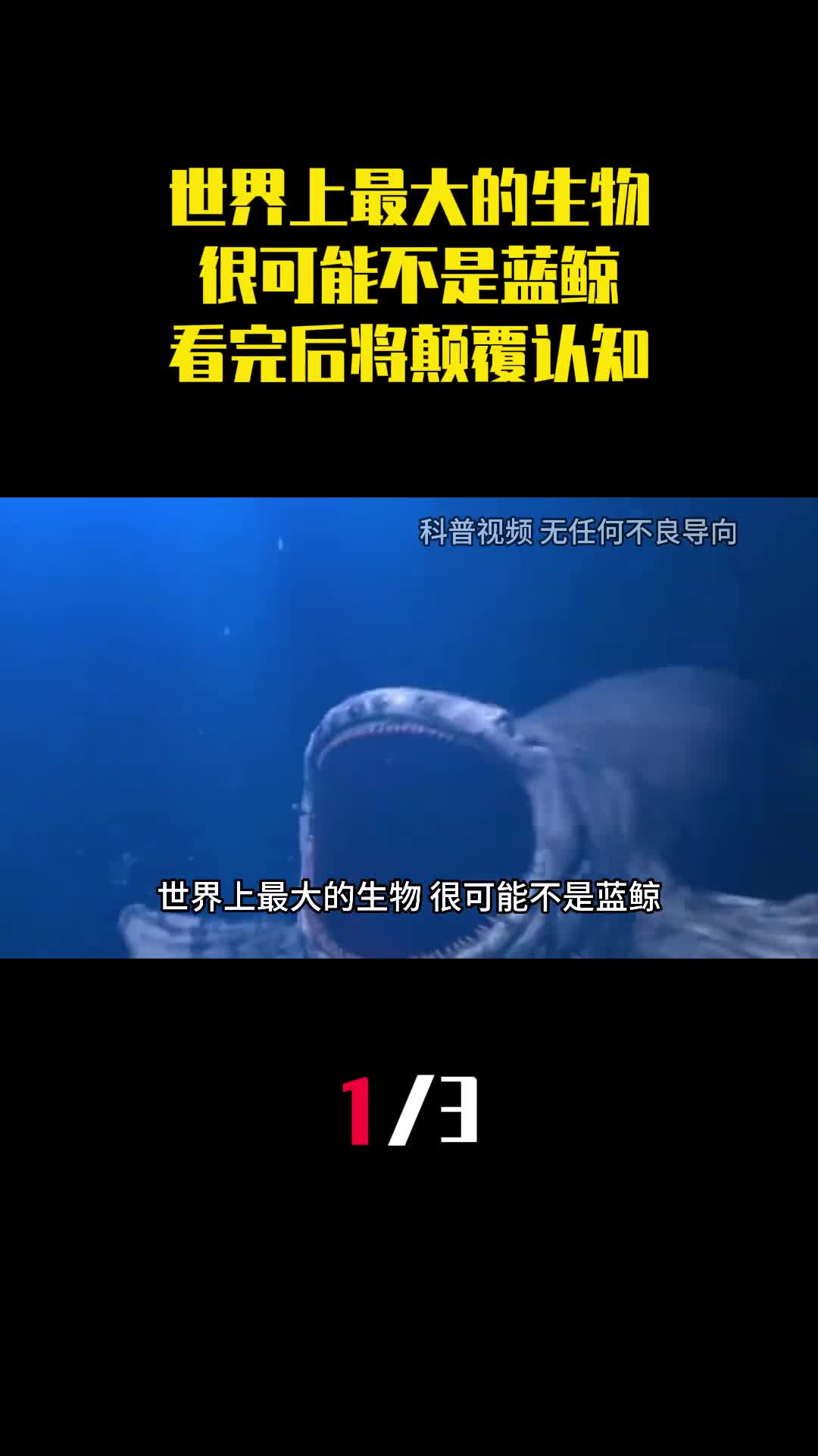 世界上最大的生物很可能不是蓝鲸看完后将颠覆你的认知1