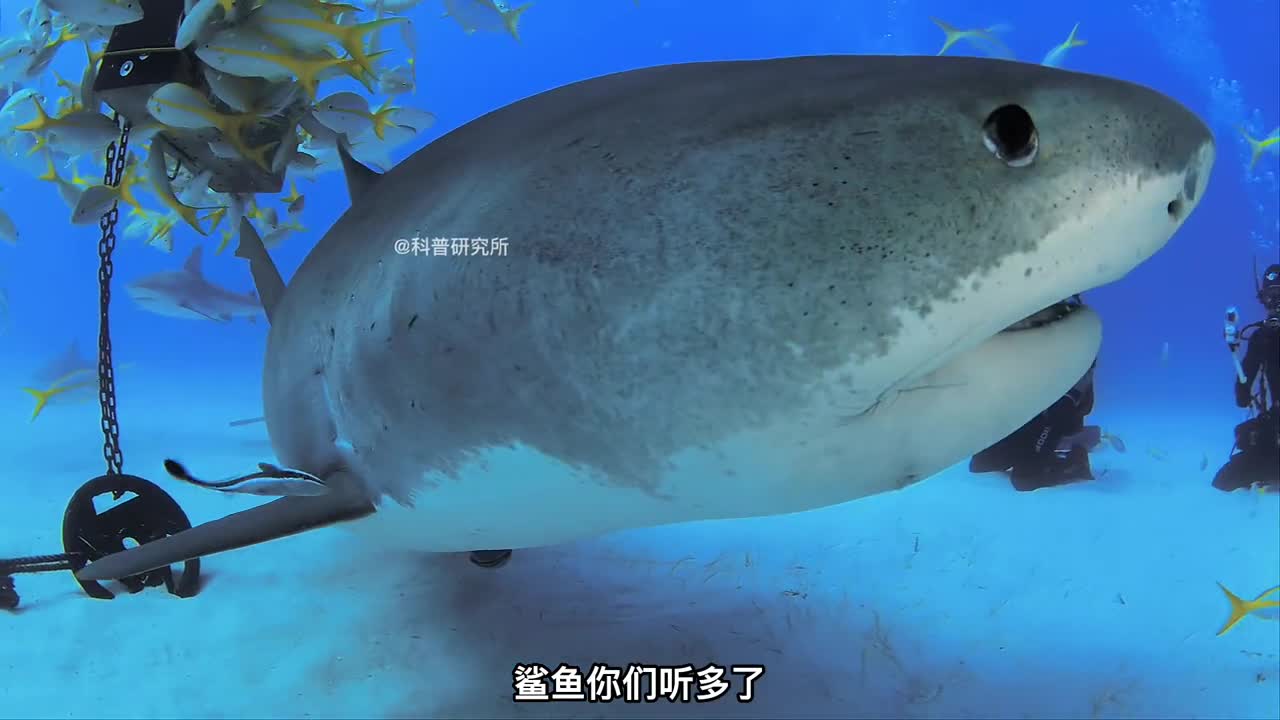 最罕有的十种鲨鱼最后一种只有2条二