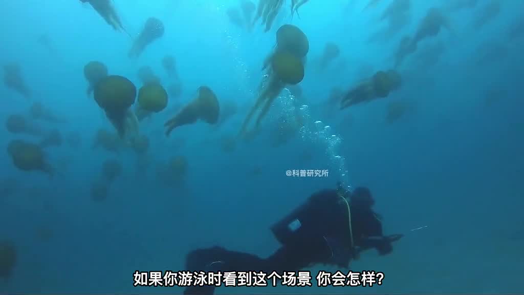 居然发现了新型水母还有20种奇怪水母大盘点三