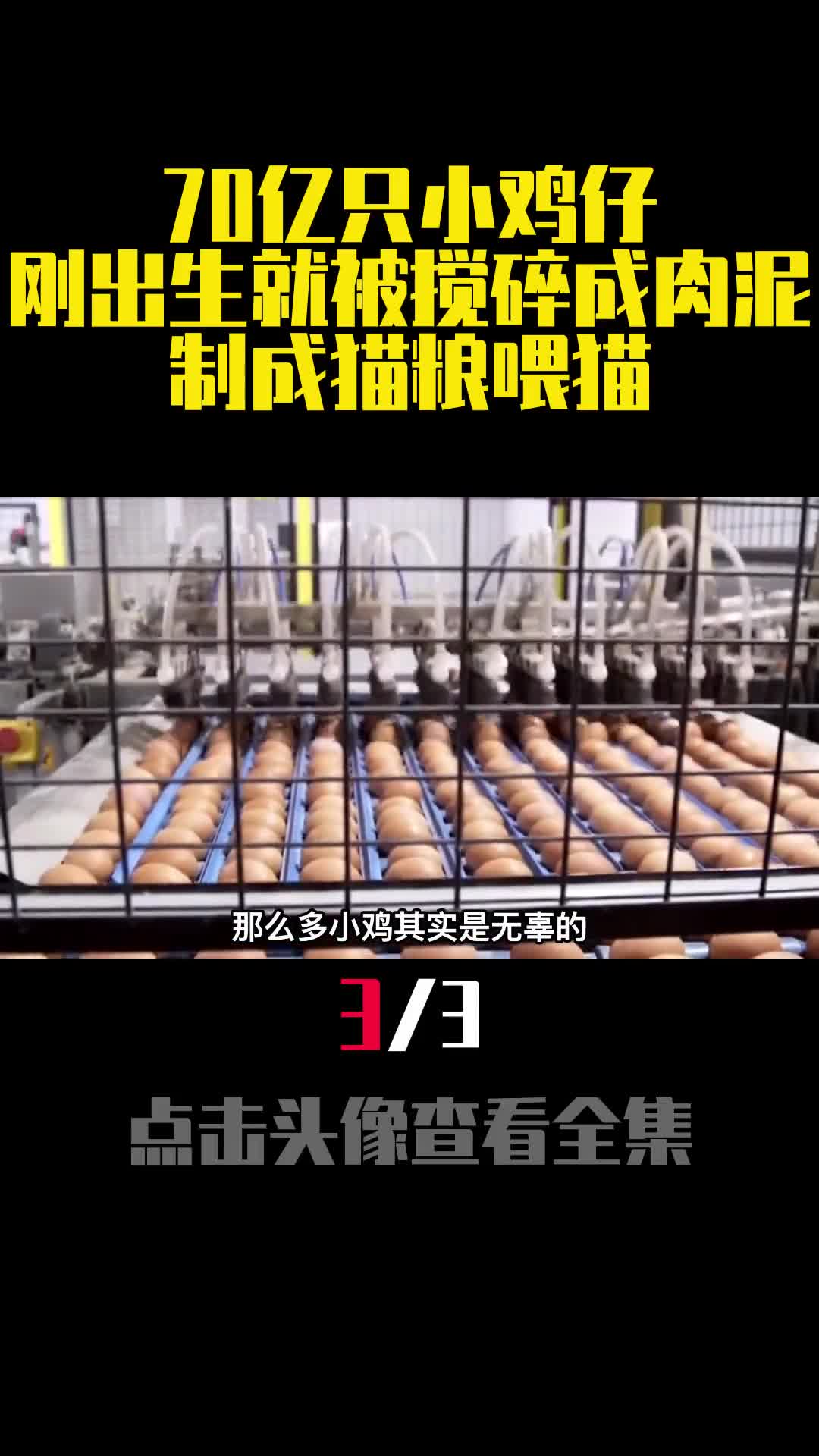 70亿只小鸡仔刚出生就被搅碎成肉泥制成猫粮喂猫3