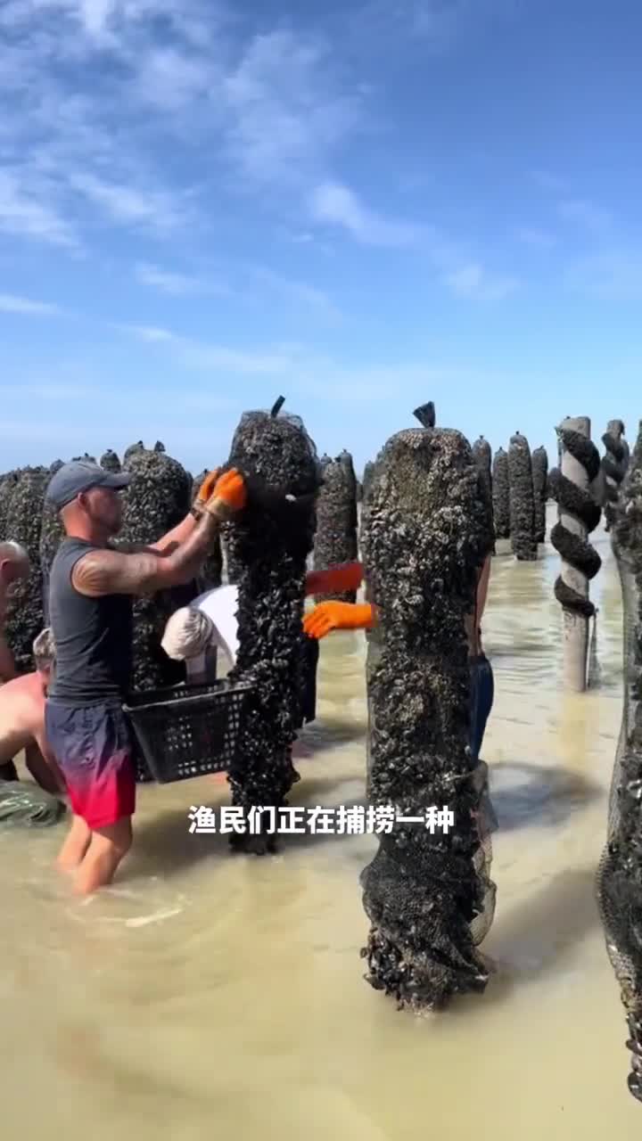 木桩下的美味秘密贻贝的养殖与捕捞