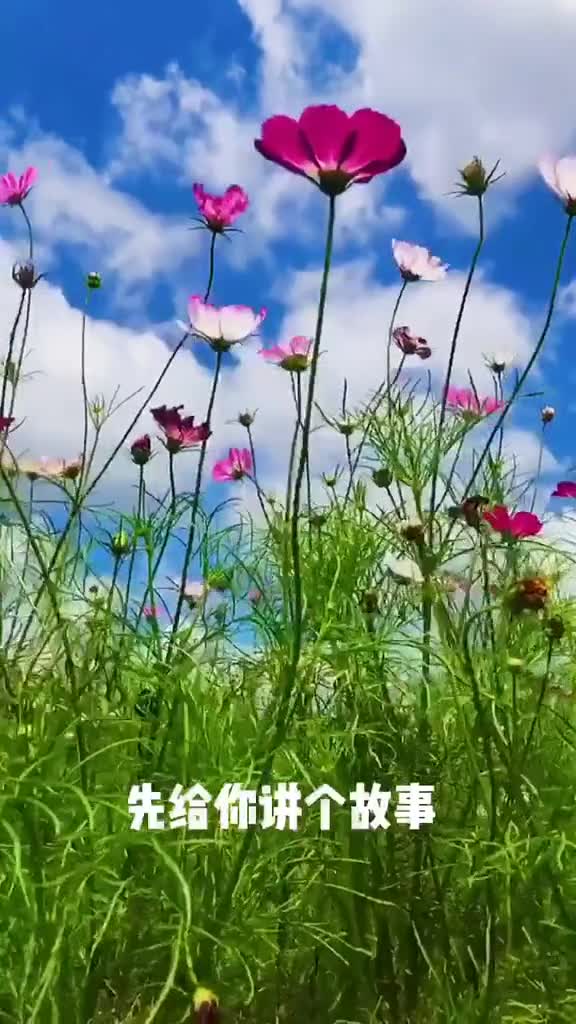 一个假期一部相机一个Ta一只狗一地格桑花简简单单说走有人跟你走