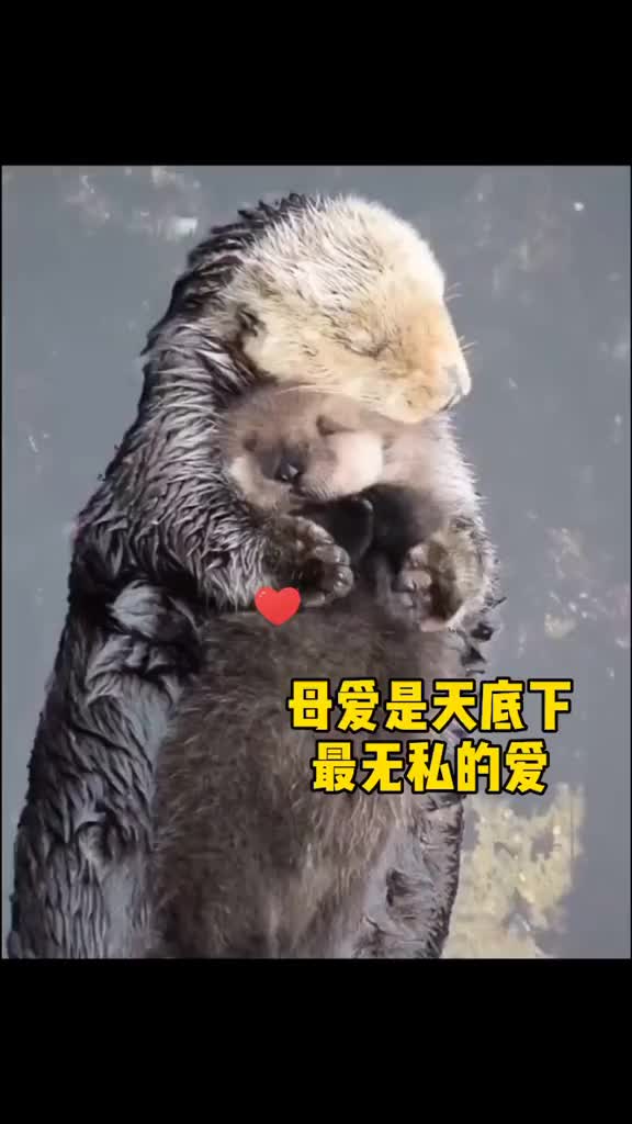感人海獭妈妈让孩子躺在自己怀里自己像支小船一样浮在水面上