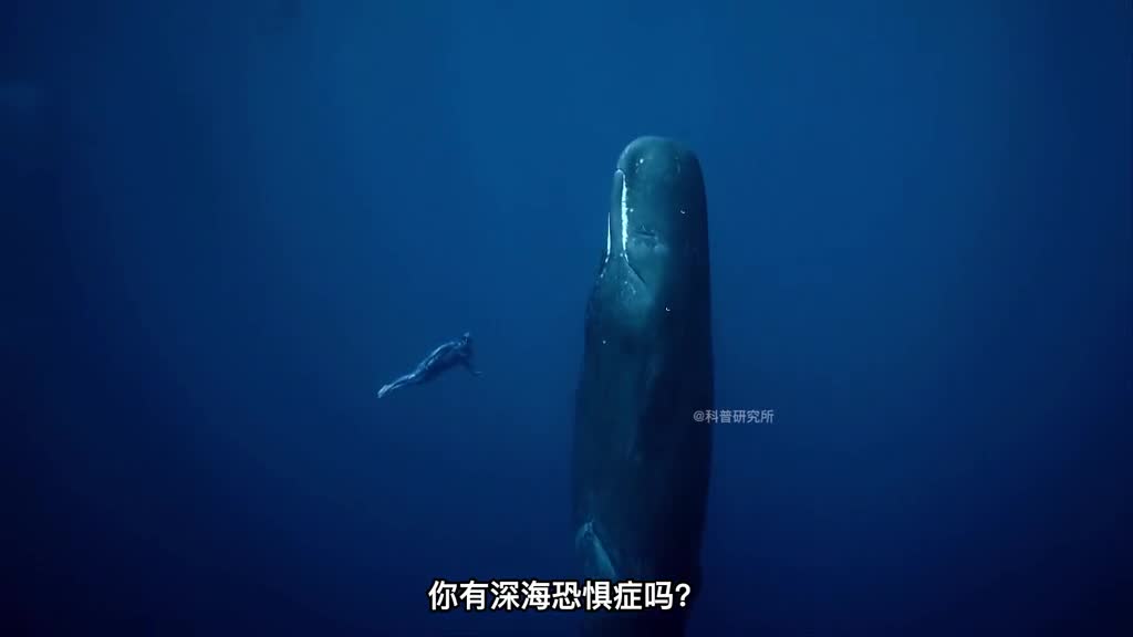你知道在深海游泳是种什么体验吗来带你身临其境的感受一下三