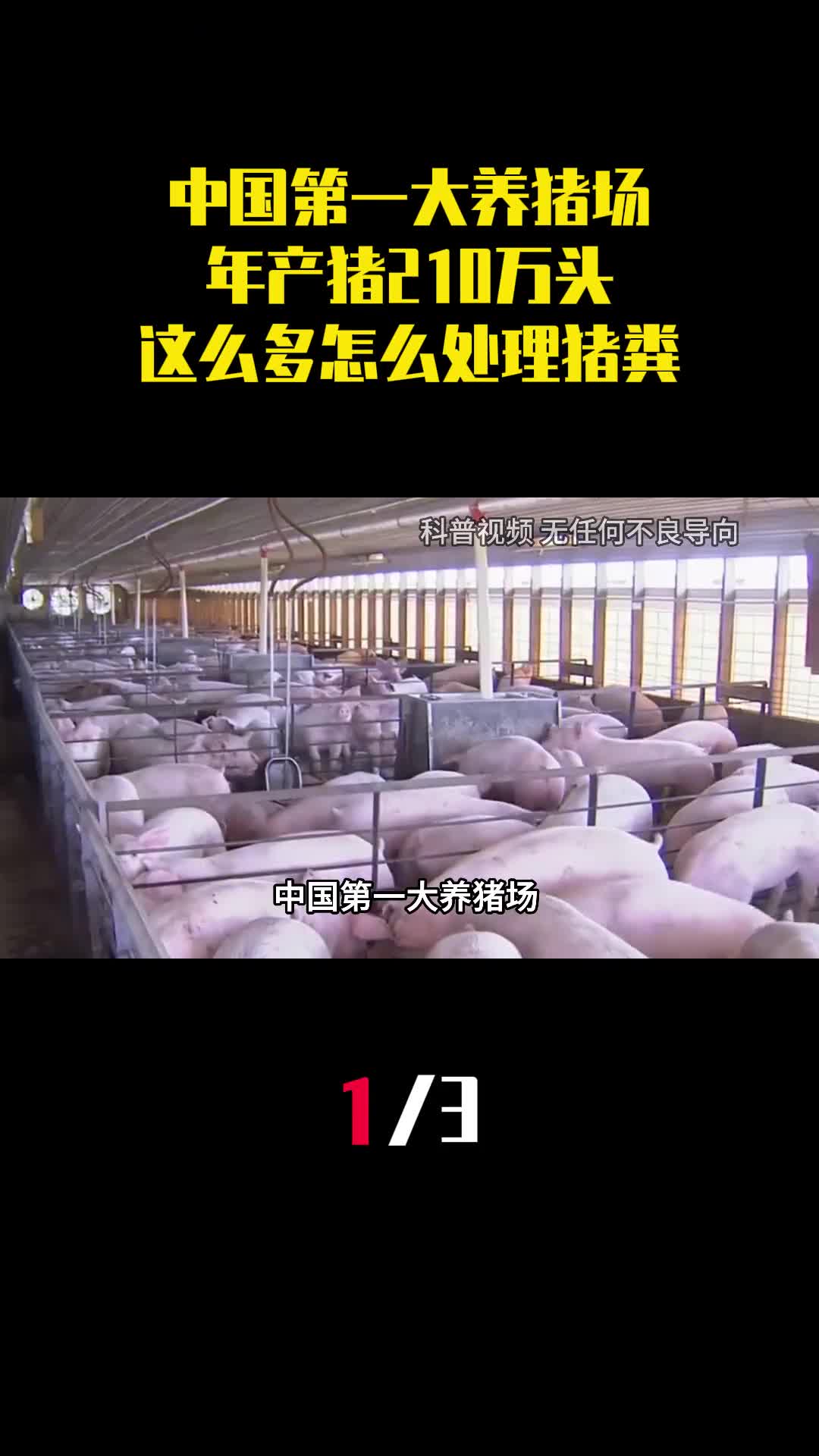 中国第一大养猪场年产猪210万头这么多猪怎么处理猪粪1