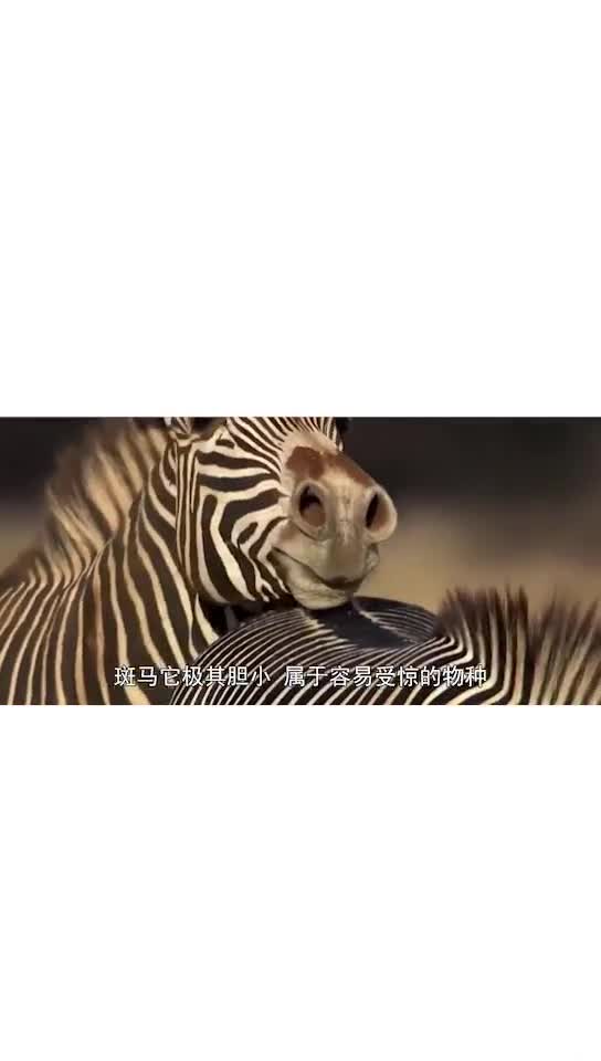 为啥没有人去骑斑马