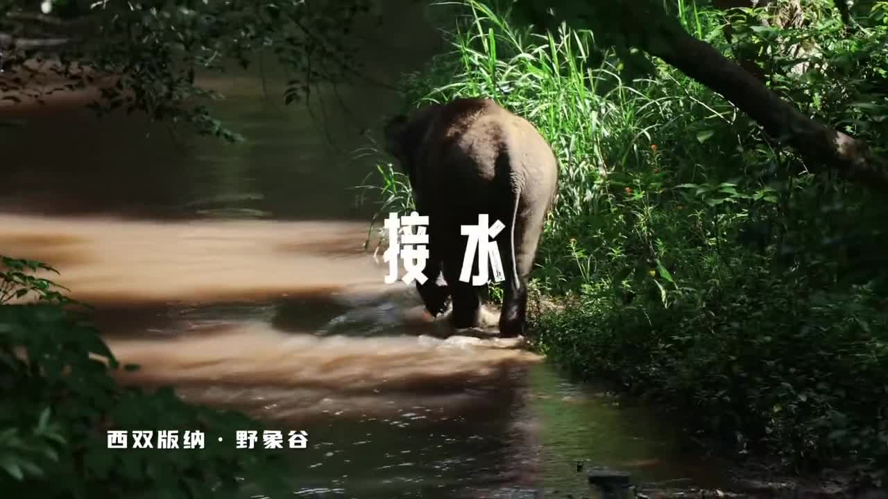 跟随边水往事漫游云南西双版纳的雨林奇境与民族风情之旅