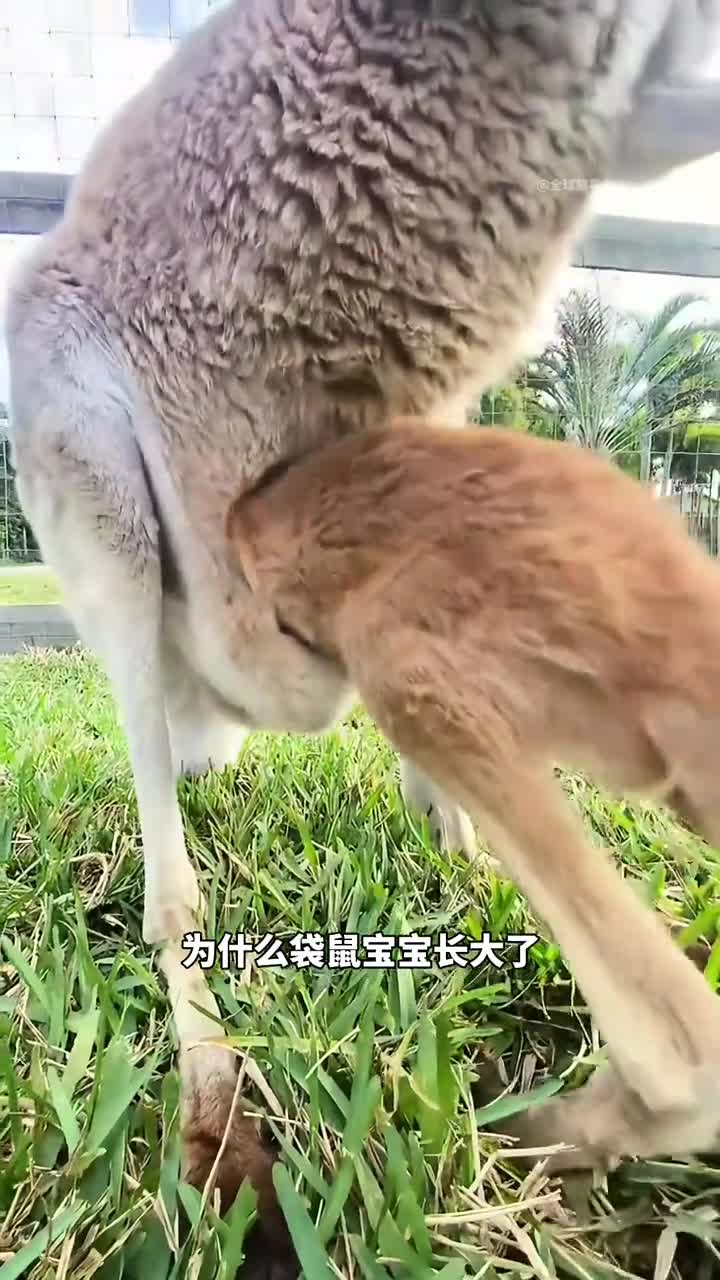 袋鼠妈妈的育儿袋有多特别它竟是小袋鼠的天然空调房