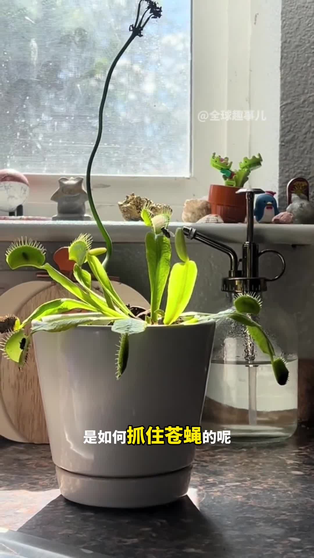 捕蝇草如何捕捉猎物有趣的食虫植物捕蝇草