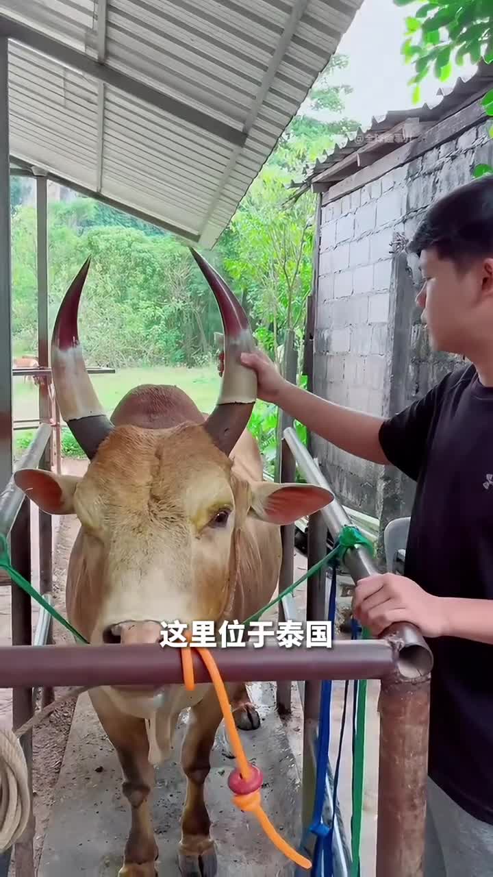 牛角还能改装养牛人为何要给牛角升级