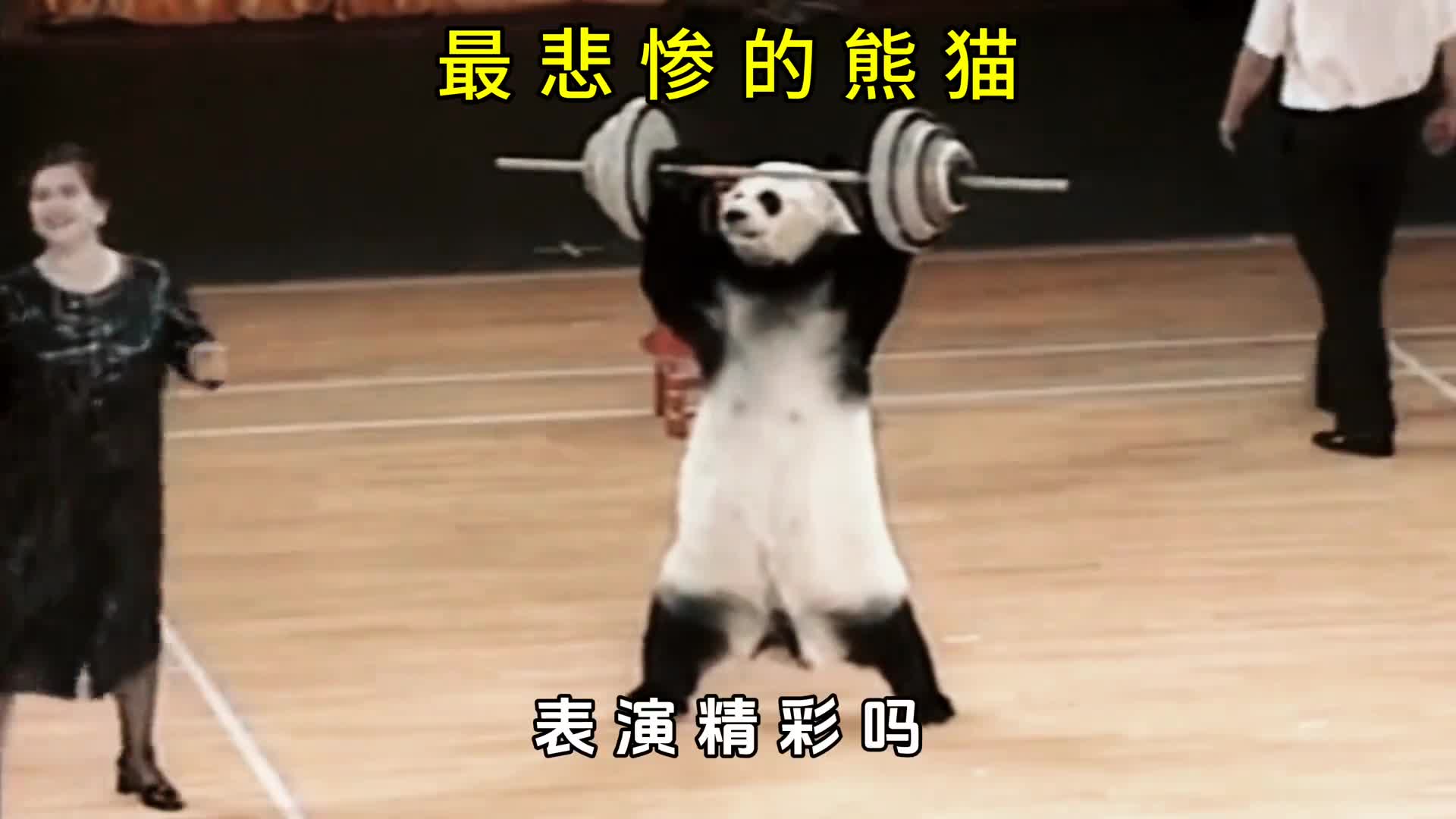 最惨熊猫一生都被囚禁在铁笼中被逼表演杂技为资本家赚钱