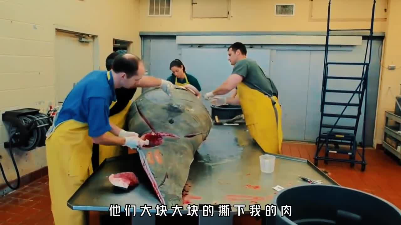 世界上最惨的动物究竟有多惨从发现到灭绝仅仅27年