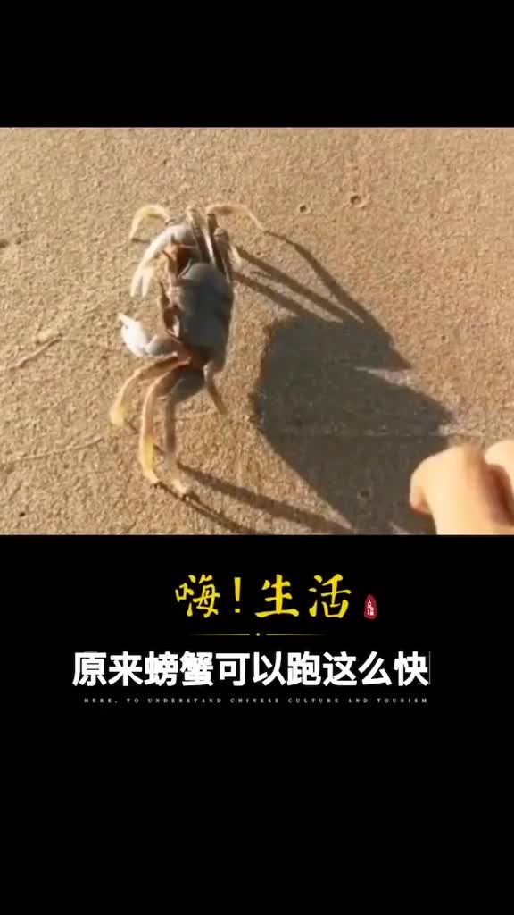 文案可爱本以为螃蟹横着走很慢没想到能跑这么快