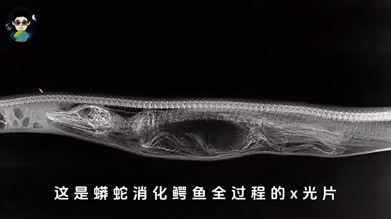 为什么蟒蛇的心脏可以变大