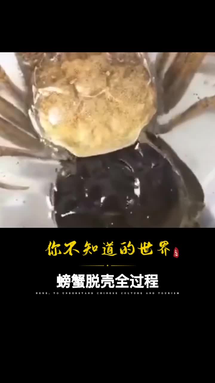 螃蟹也会脱壳一生经历18次磨难否则要死在蟹壳中