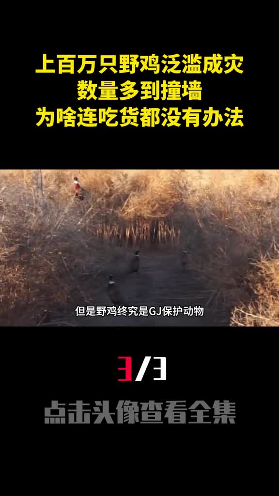 上百万只野鸡泛滥成灾数量多到撞墙为啥连吃货都没有办法3