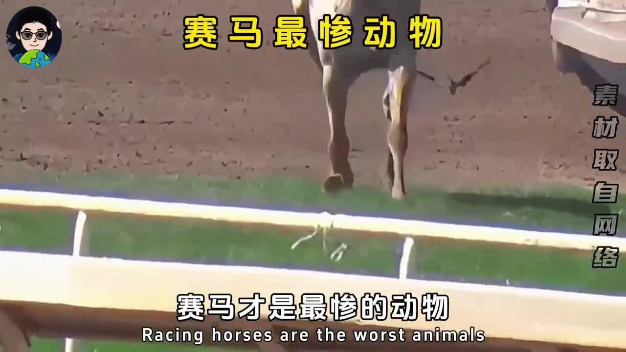 赛马的腿受伤了必须安乐死