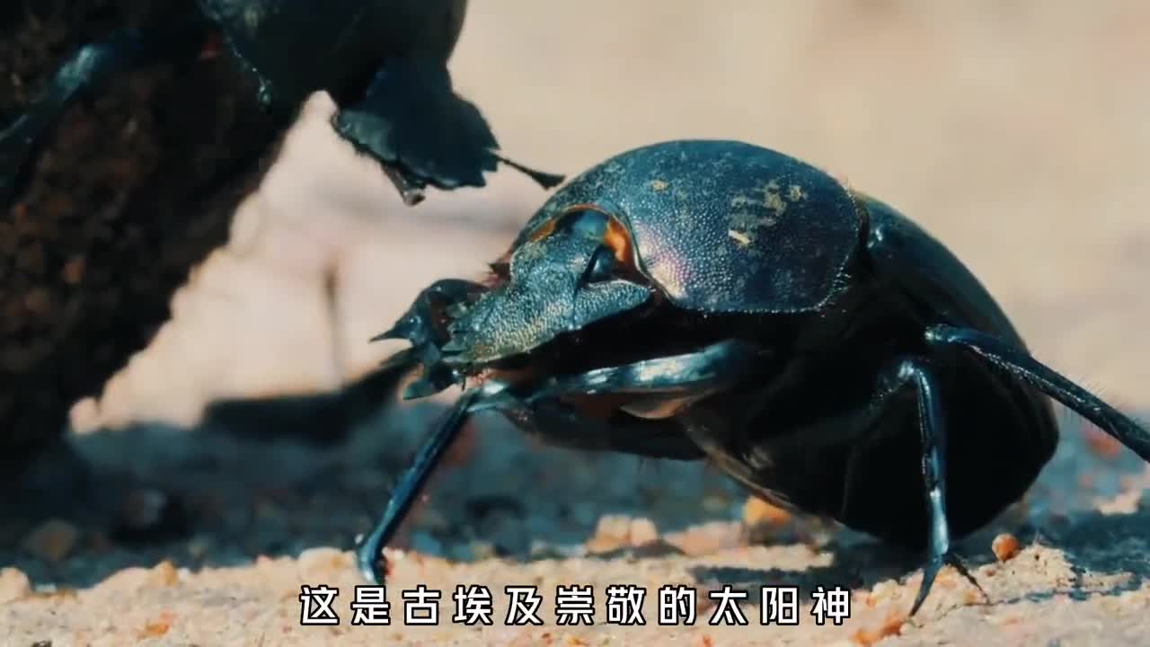 屎壳郎对我们究竟有多重要在很多地方竟然是一道美食