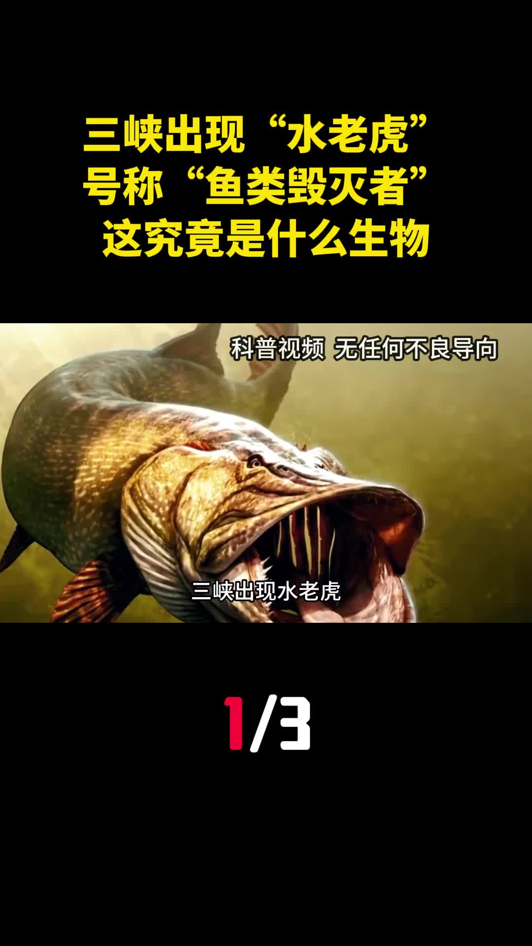 三峡出现水老虎号称鱼类毁灭者这究竟是什么生物1