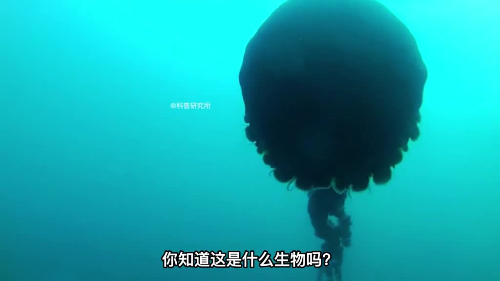 只出现过一次的稀有水母你见过了吗还有10种好看的水母对比你觉得哪个最好看二