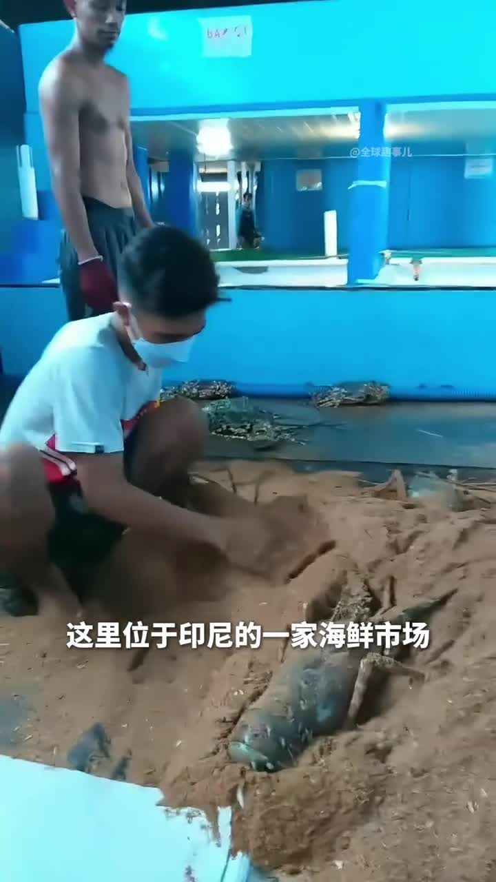 为什么印尼商家要给龙虾做沙子SPA龙虾保鲜运输沙子锯末纸张齐上阵