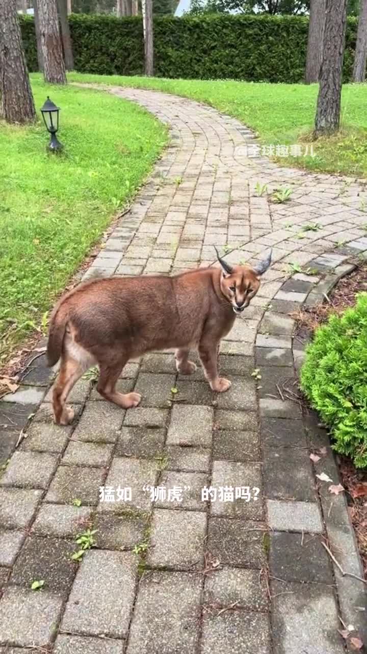 凶猛的地盘霸主狞猫狞猫竟然还有这样的一面