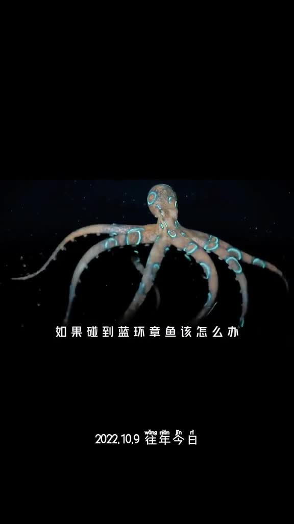 蓝环章鱼究竟有多可怕