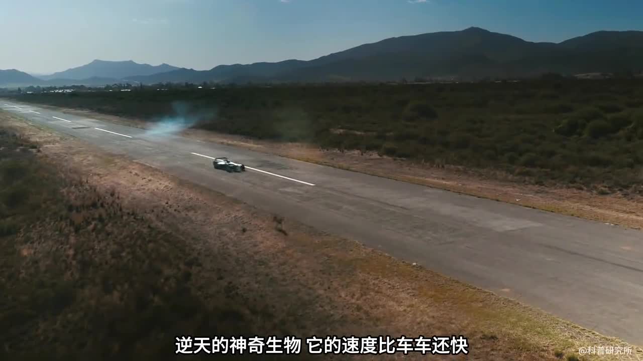 世界上最快的生物一闪而过比高铁还快样子都看不清全球十大最快的生物大盘点二