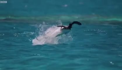 世上皆知鸟食鱼何人肯信鱼吃鸟