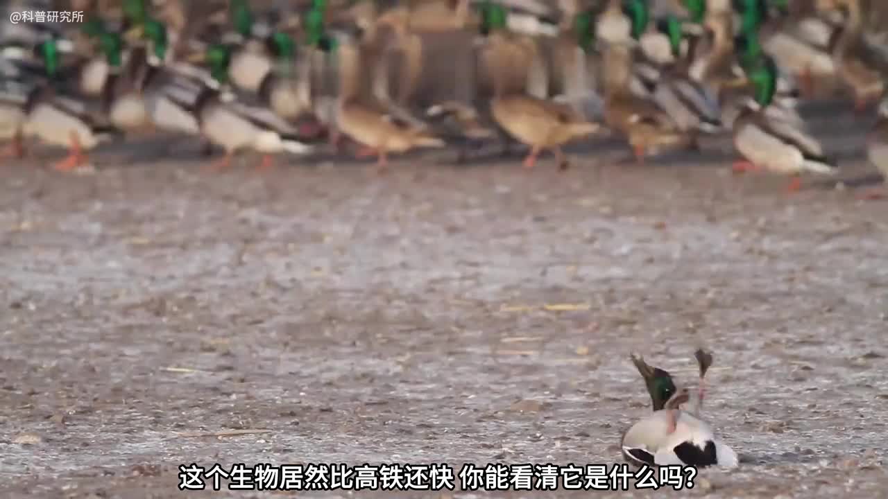 世界上最快的生物一闪而过比高铁还快样子都看不清全球十大最快的生物大盘点一