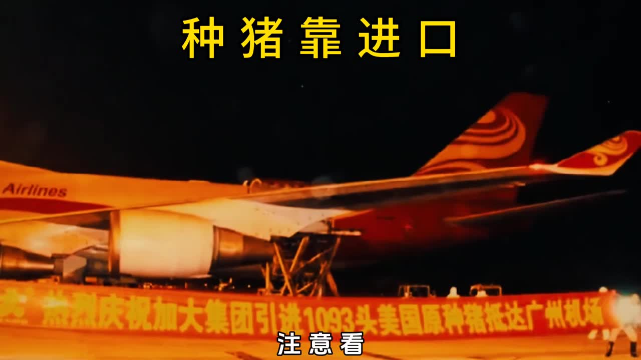 为什么我们吃的猪都被美国卡脖子了