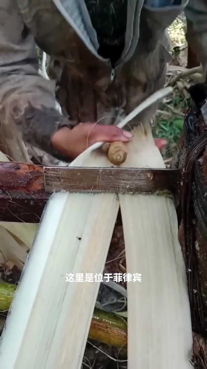 不为人知的菲律宾宝藏蕉麻纤维的独特魅力