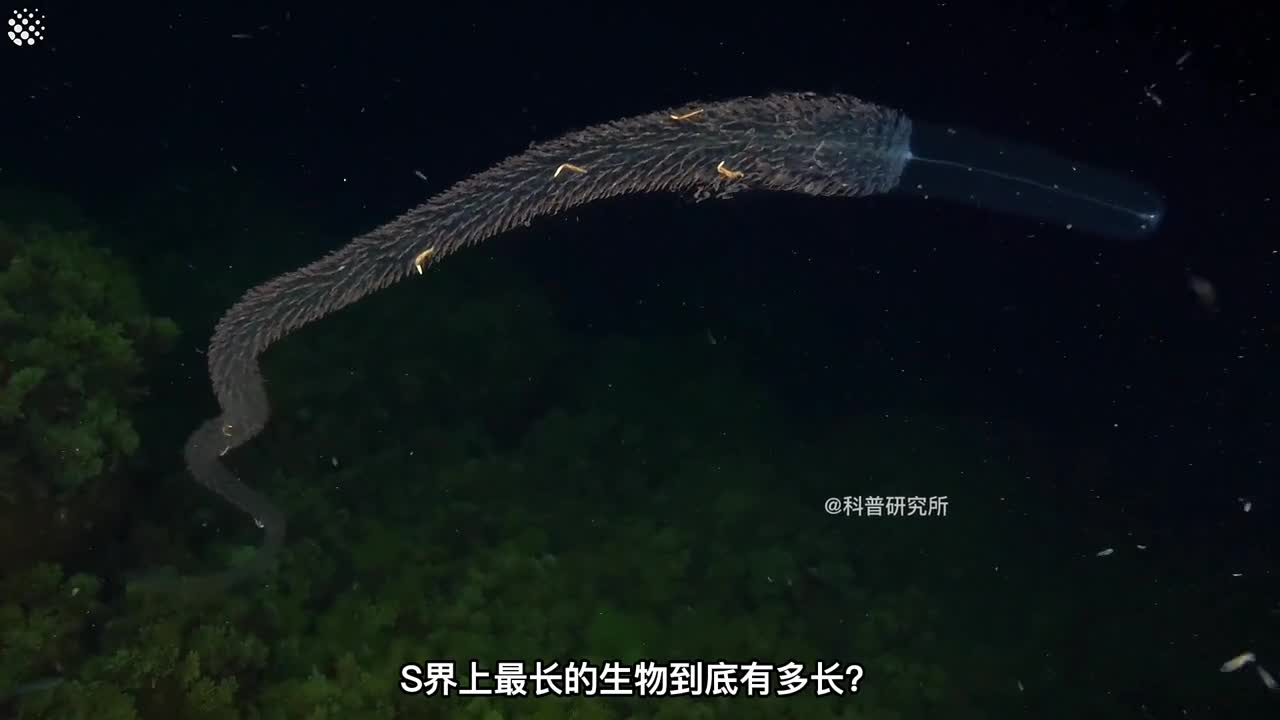 世界上最长的生物你见过它吗三