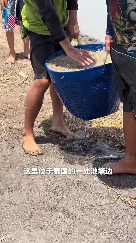 新奇美食跳舞虾活蹦乱跳的食材这道菜让活虾在嘴里跳跃