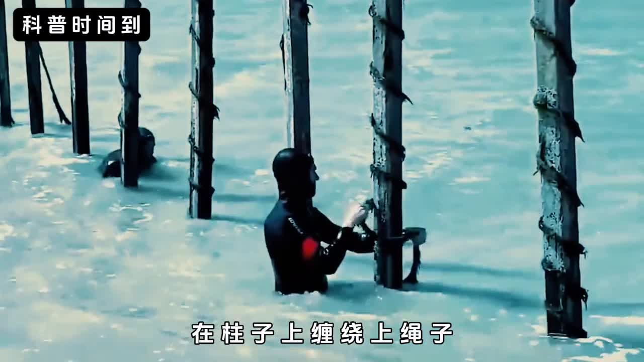 生蚝是如何长成的工厂又是怎么处理生蚝肉的