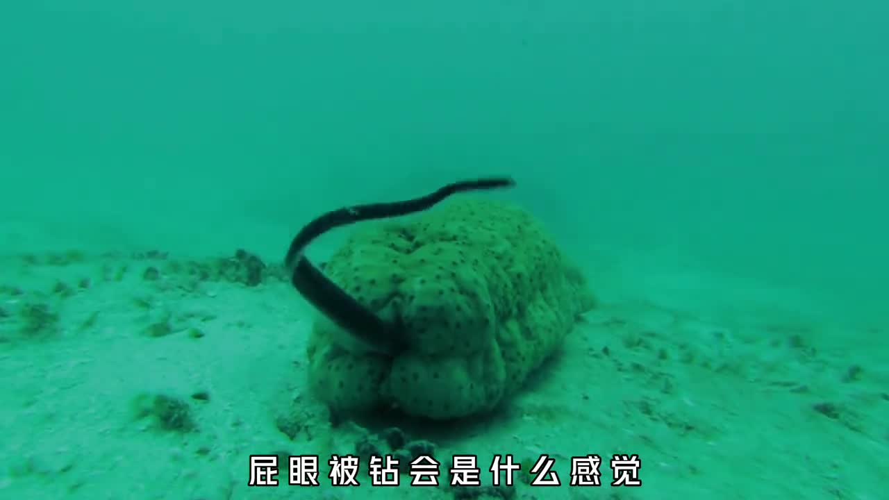 经常被钻屁眼的海参究竟有多倒霉