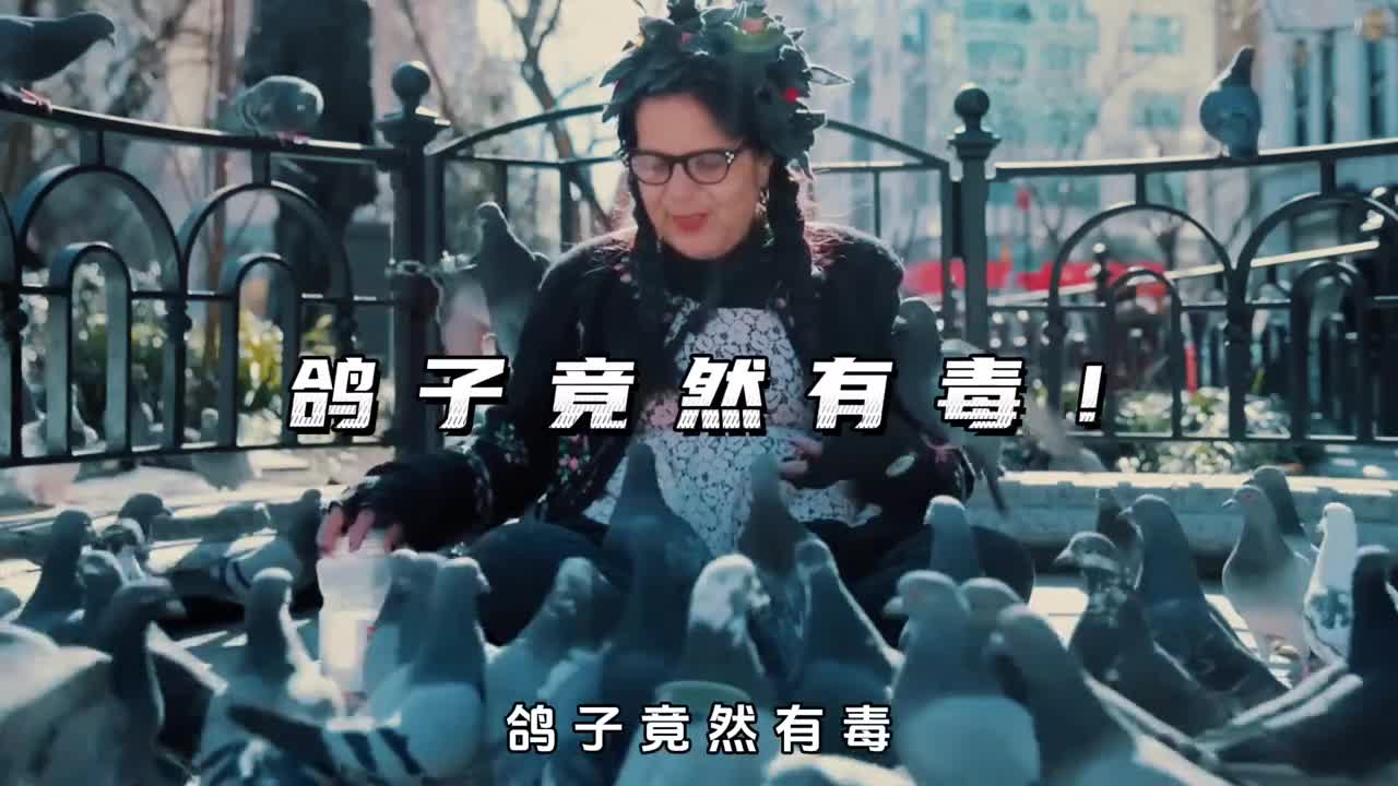 为什么鸽子被称为会飞的老鼠它究竟有多可怕