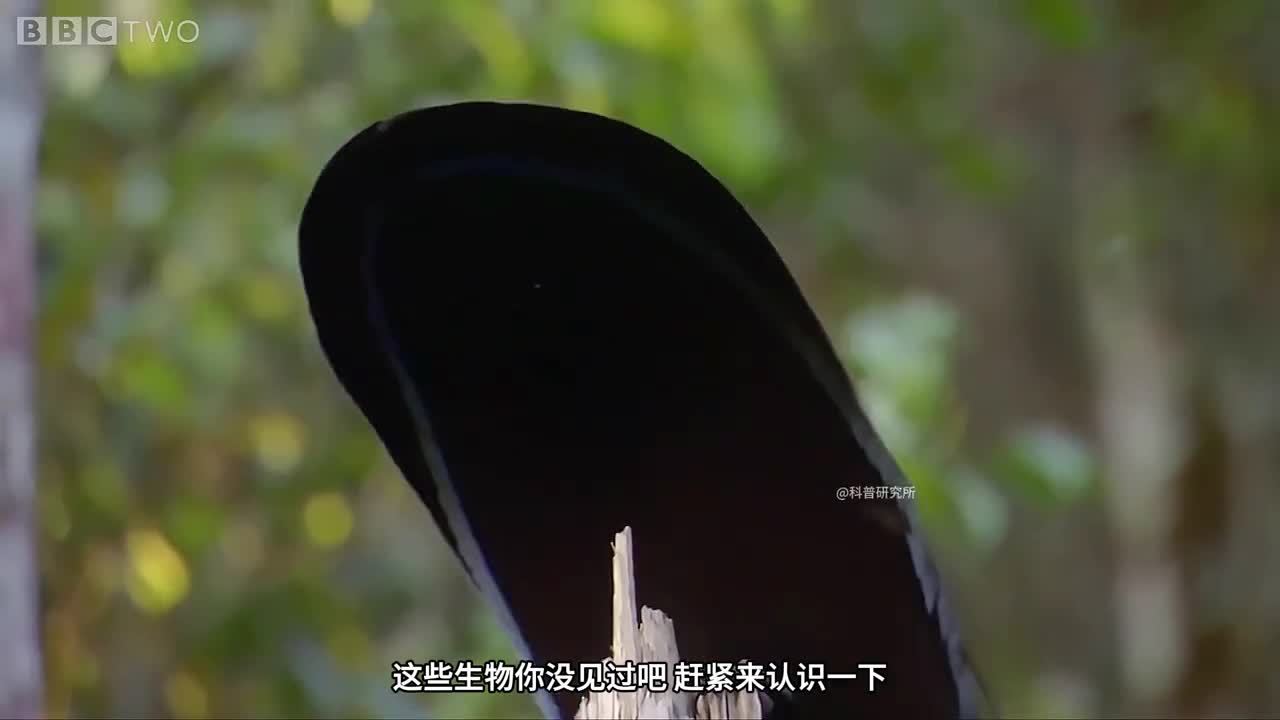 奇怪的生物大盘点第六期保证有你没见过的生物三