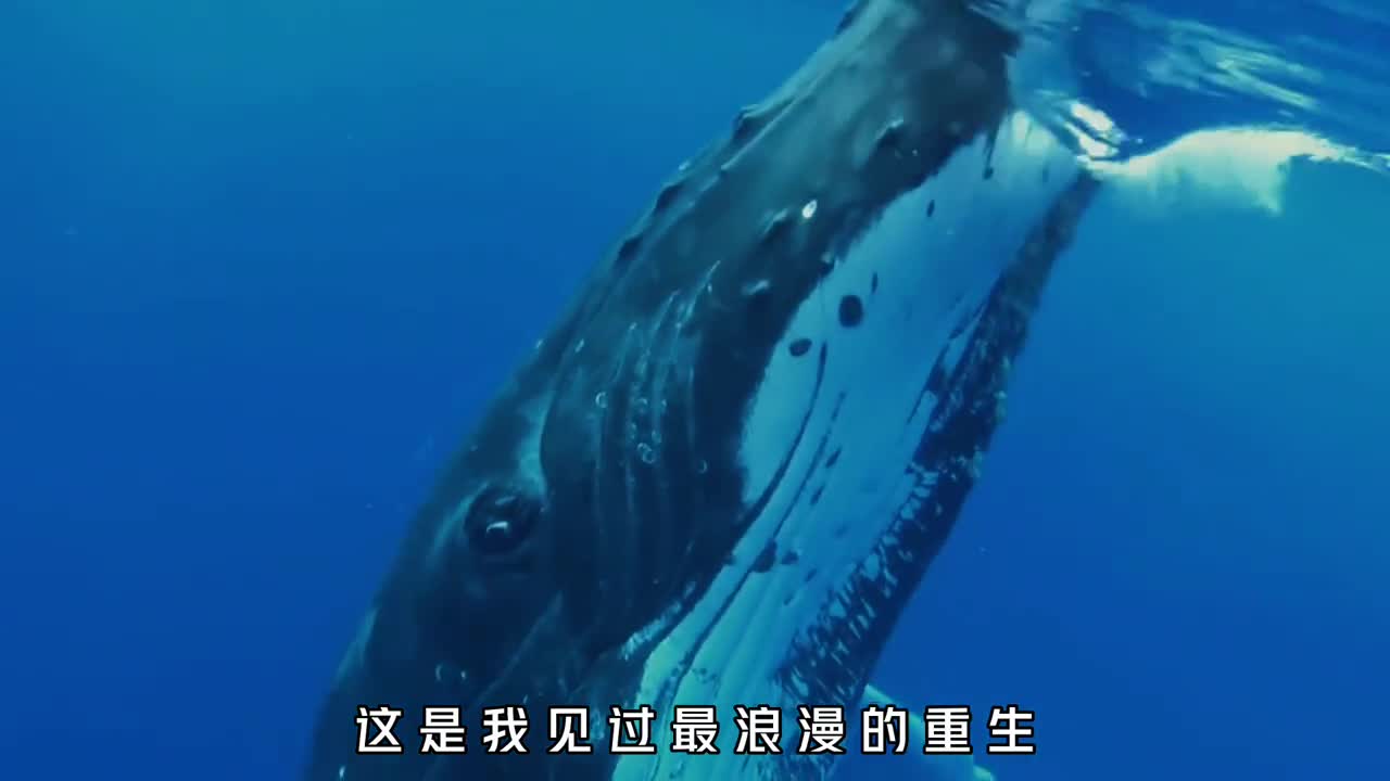 你知道什么是鲸落吗为什么它会是最浪漫的重生