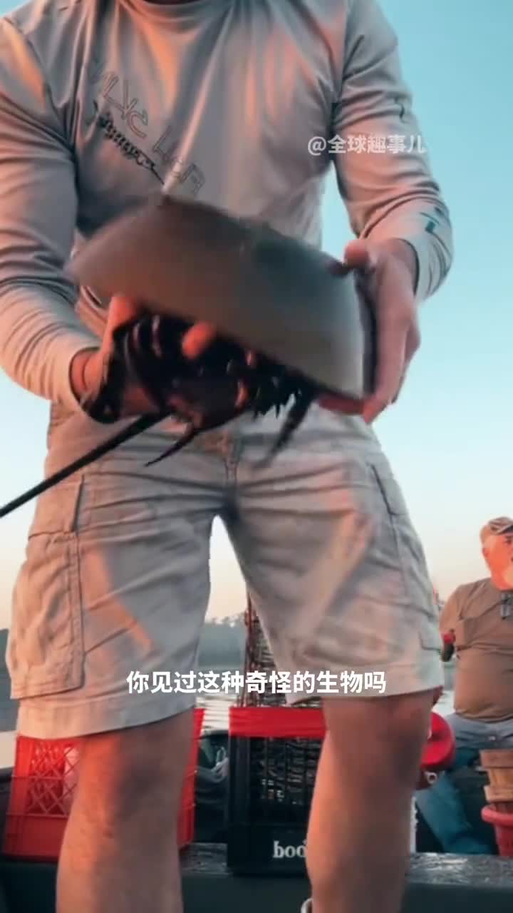 从恐龙时代延续至今的奇迹生物珍稀的活化石鲎hòu