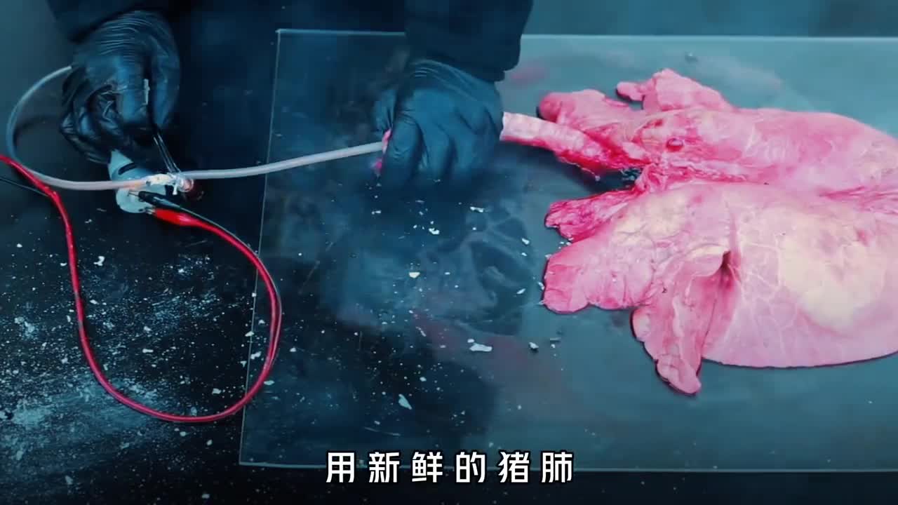 新鲜的猪肺一次吸完200支烟会发生什么变化让人震惊的实验
