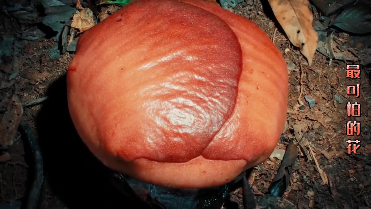 世界上最可怕的花之一凯氏大王花究竟有多可怕
