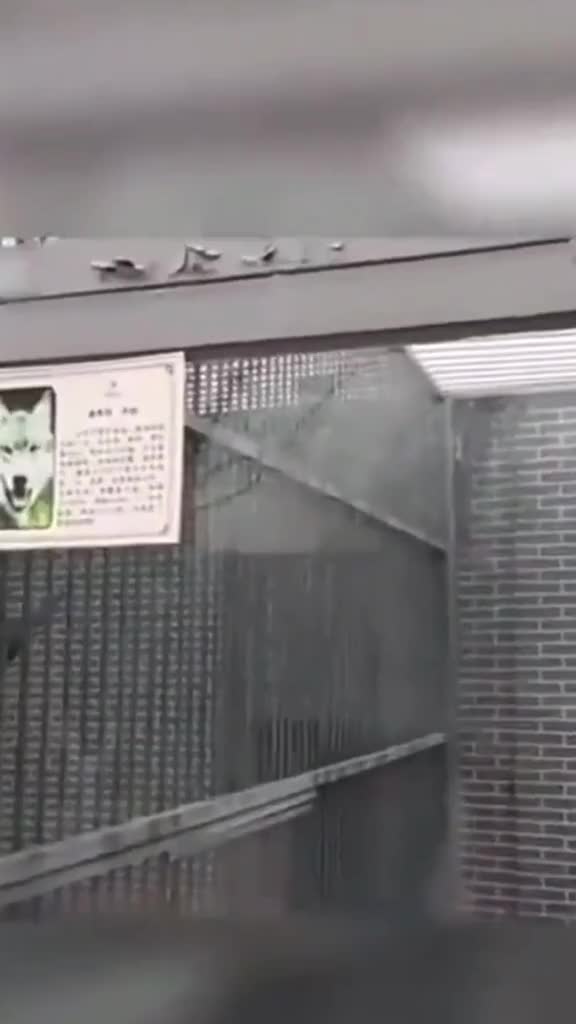 门票花了半价25元我仿佛去了假的动物园