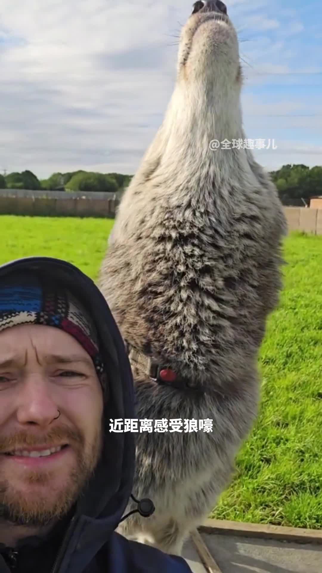 狼嚎原来是这样的感受大自然中的神奇沟通