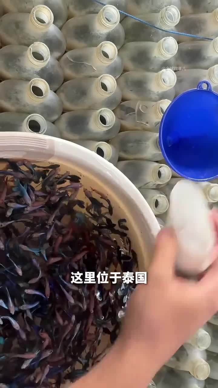 斗鱼居然住瓶子里成千上万瓶子里关着小鱼原来是这样