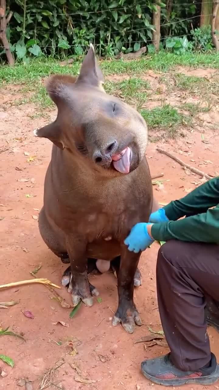 山海经里的生物四不像还很傻居然长这个样子