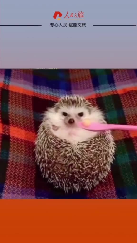 像不像你哄生气的女朋友一只遇见吃的忘了自我的小