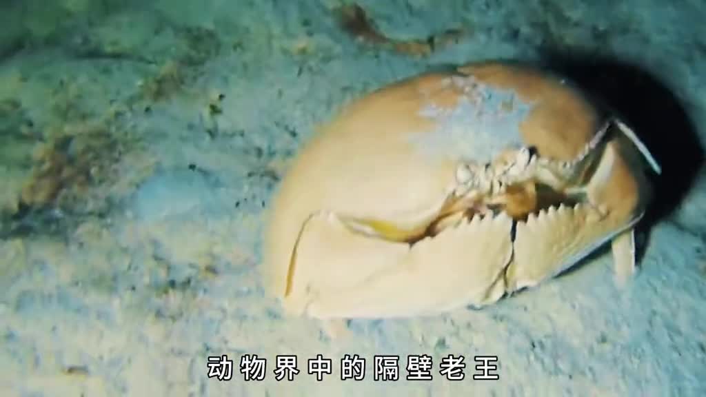 动物界中的隔壁老王缺老婆了随便抱一个就跑你敢吗