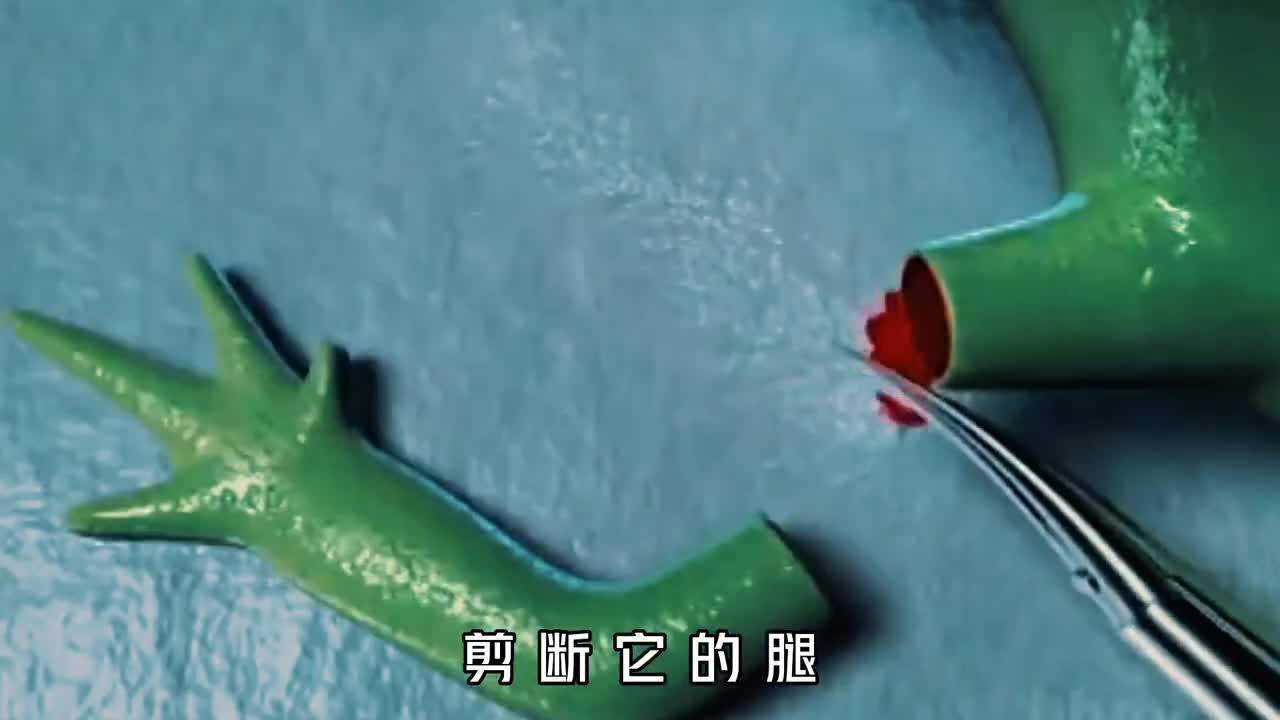 拥有不死之身的蝾螈有多可怕哪怕切掉心脏一样可以再生